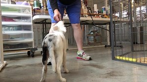 9.1K views · 188 reactions | Living with and training the deaf,...