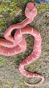7.6K views · 333 reactions | Corallus batesii #snake # #tendencias | Sora y las serpientes | Facebook
