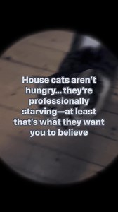 2.9K views · 87 reactions | Your cat could finish a full bowl, take a nap, and still act like it hasn’t eaten in three days. The dramatic “I’m starving” routine is part of their charm—and we fall for it every time. #HungryCat #CatLife #DramaCat #AlwaysHungry #CatPerson #CatMoments #PetHumor | The Best Cat Page | Facebook