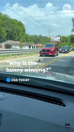 "Why is the bunny winning?" A South Carolina couple were stunned after witnessing a tense battle between a rabbit and a snake. | USA TODAY