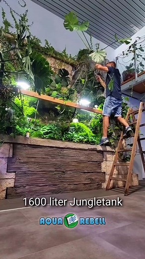 1,600 Liter Jungle Tank Aquarium Setup