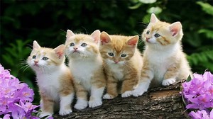 盘点小猫爆笑瞬间，每天一遍，你能忍到第几个