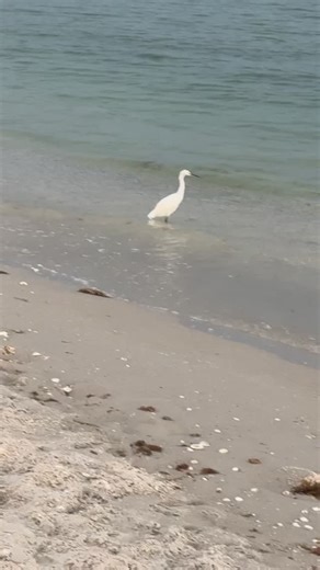 Discovery Channel vibes today!  Pelicans diving, dolphins chasing schools of fish, and the water alive with motion — pure Florida magic  #DiscoveryChannelMoments #Dolphins #Pelicans #SchoolOfFish #FloridaLife #NokomisBeach #GulfCoastMagic #OceanWildlife #NatureLovers #BeachDayBliss | mtmarianna | Facebook