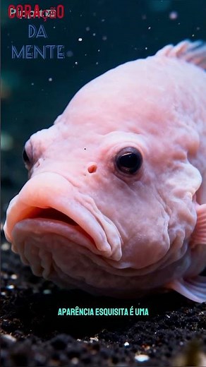 Top 3 animais que parecem alienígenas 😱 #animals #curiosidades #shorts