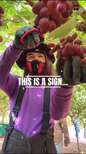 Eat more grapes! 🤩🍇 #tablegrapes #grapes #farming #harvest #grapavarieties #agricolture #uvadatavola #farmers #fruitsalad #fruit #grapaglobal | Grapa Varieties