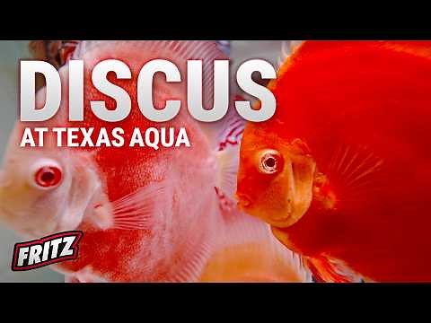 The Most Beautiful Discus Ever Bred at Texas Aqua