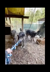 13K views · 893 reactions | Tug-of-War with Wolves?!  Watch Holly take on the Puppy Pack! Who will emerge as the Winner? Watch and See!  #playtime #wolfpack #wolfdogs #wolfconservation #becausewematter | Because We Matter | Facebook