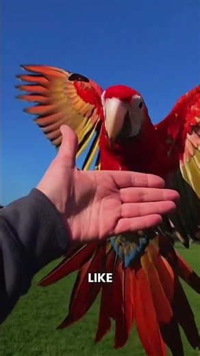 ¡NUNCA CORTES LAS ALAS DE UN LORO! ¡PODRÍAS CAUSARLE UNA HEMORRAGIA!