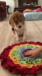 Keep your pets mentally-stimulated and engaged with the multicolor Snuffle Mat from our Pride Collection! This happy circlet of color is made with layers of fabric where you can hide treats under the flaps for your dogs to sniff out! No boring moment indoors with your furrys and HUFT! 🧡 #HUFT #HUFTForFamily #HeadsUpForTails | Heads Up For Tails