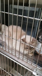 23 reactions | LILIANA - ID #A209899 Female / age undetermined Cage #...