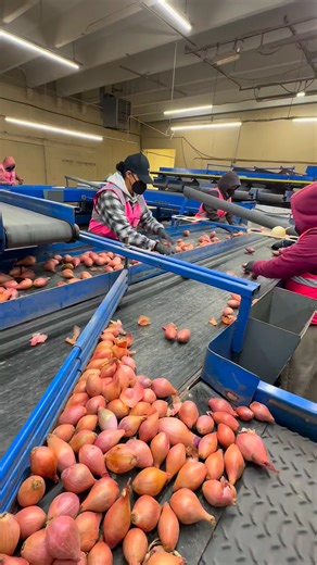 19K views · 164 reactions | Fresh from the field and headed through the sorting line. Quality starts right here in the shed! | Riverfront Produce | Facebook