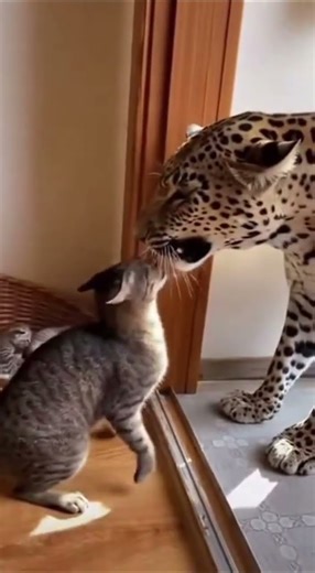 The tabby cat mother tries her best to protect her kittens #CatCare #TabbyCat #Motherhood