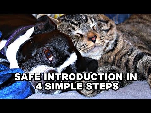 How To Introduce Cats To A Boston Terrier - 4 Simple Steps
