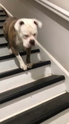 Dog's Different Way of going Down Stairs || ViralHog