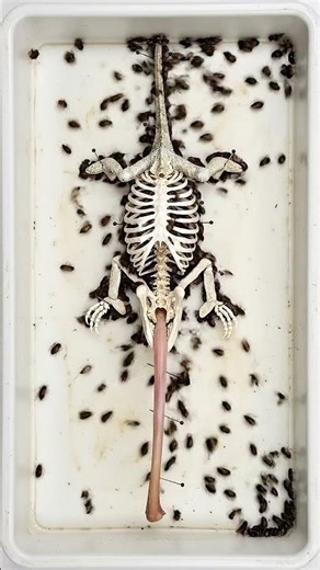 The secret bone inside a Chameleon's tongue 🦎👅 #chameleon #osteology #oddlysatisfying #timelapse