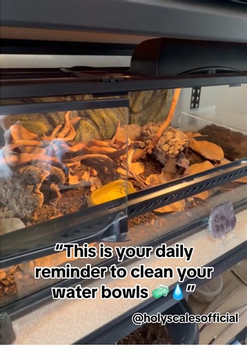 Daily Reminder to Clean Your Reptile Water Bowls