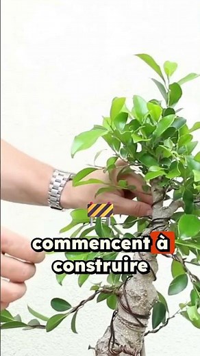 Sélection des branches à conserver pour un bonsaï harmonieux🌱 NEJIKAN BONSAI 🌱