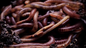 Indispensables, les vers de terre sont menacés