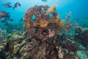 History of Artificial Coral Reefs