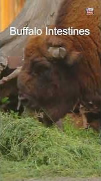 Nose-to-Tail Tradition | Buffalo Intestines – Native American Cuisine | US