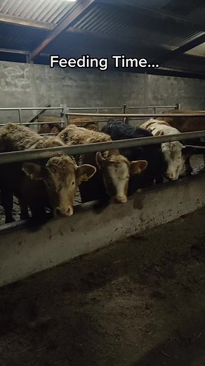 Exploring Karen Moynihan's Farm Life Videos