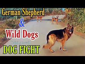 "Walking Through Street Dogs Without Conflict | German Shepherd Training Tips | Ethology Insights"