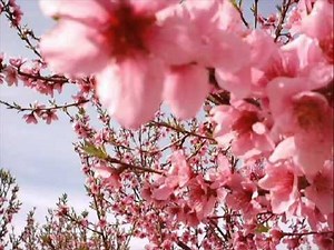 Antonello Venditti Sara