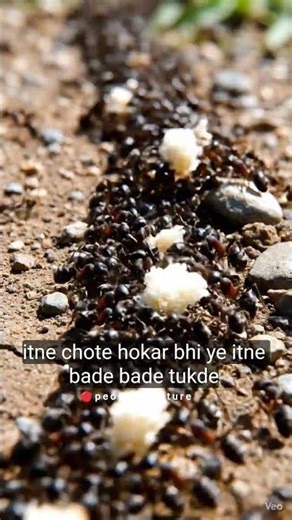 How Ants Teach Us About Teamwork (and Betrayal)