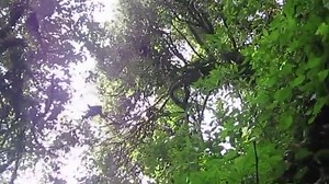 Extinction stalks Myanmar's forests