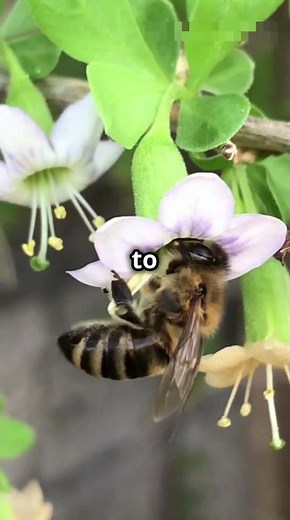How Flower Reproduce:Pollination & Fertilization Explained!