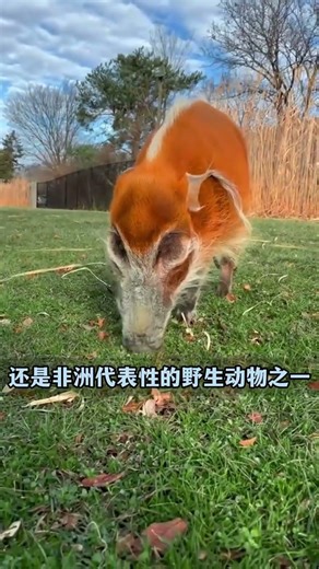 Let me introduce you to different kinds of pigs #Popular science#The pig#Animal#Gain