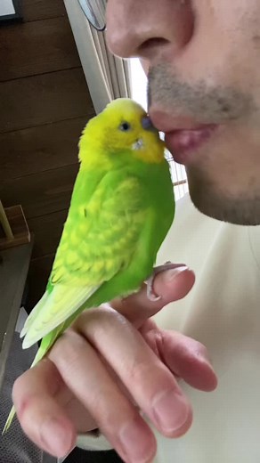 おむすびころりんの朗読とセキセイインコの冒険