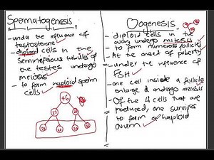 Spermatogenesis & Oogenesis Full Marks Exam Guideline Explanation | Life Sciences | Gametogenesis
