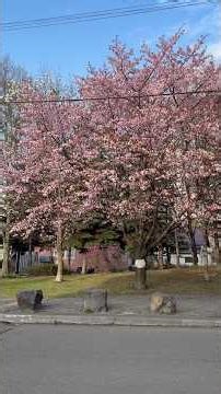 Cherry blossoms were blooming around Sapporo Station on April 19th! So early!