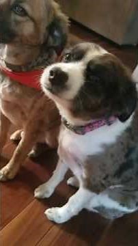 Guilty dog puts herself in timeout!