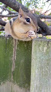 Broken shells #reels #funny #comedy #chipmunk #charlie #cute #animals #mouthful #smart | Charlie The Chipmunk