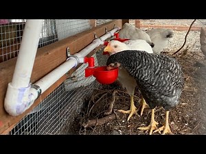 Automatic chicken watering system using rain catchment | How to install best poultry watering cups