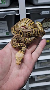 3.8K views · 12 reactions | Pastel stranger clown female  #royalpythons #ballpythonlove #beardeddragon #reptilebreeder #snek #morph #petsnake #herpetology #animal #morphs #morph #snakelove #reptilelove #livingart #ballpythonofinstagram #snakelovers #reptilesofinsta #serpent #ballpythonsnake #nature #ballpythonlover #babyballpython #ballpythonmorphsofinstagram | Xclusive ball pythons | Facebook