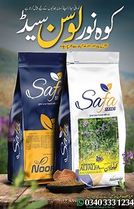 کوہ نور لوسن کے کامیاب نتاج بشکریہ : کسان اعجاز ولد محمد افضل گوجرہ - ٹوبہ ٹیک سنگھ لوسن کا وقت کاشت جاری ہے۔ آپ بھی کوہ نور لوسن لگائیں - جڑیبٹیوں سے پاک لوسن - عام لوسن سے زیادہ پیداوار ۔دانا دانا لوسن ۔ کال : 0331-022-00-00 WhatApp : 0340-333-1234 | Noorani Seeds