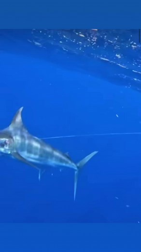 Release action from REELENTLESS from Day 5 of the 65th Big Rock👌🏻 | The Big Rock Blue Marlin Tournament