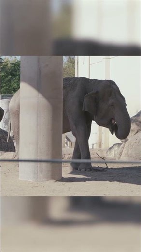 Cora the Elephant Plays with a Stick 🐘 | Topeka Zoo