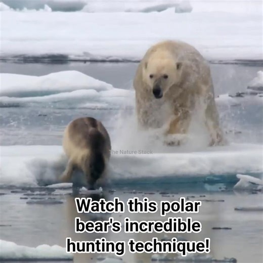 Arctic Stealth Mission | Polar Bear vs. Ringed Seal #TheNatureStack #seal #polarbear #arcticlife