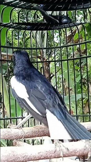 sound of magpie robin bird