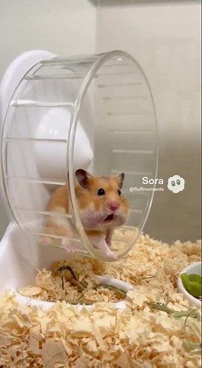 The Most DRAMATIC Hamster Ever 🐹😂 #HamsterLife #CutePets #FunnyAnimals #PetShorts #Shorts