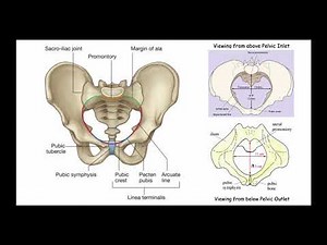 Normal Labor - Anatomy, Physiology & Mechanics