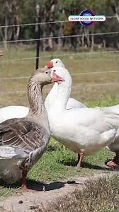 How Wild Geese Navigate Thousands of Miles Perfectly