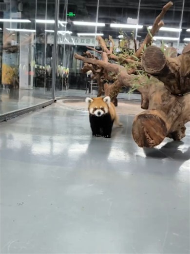 Exploring the Fascinating World of Red Pandas