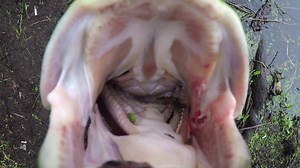 1.5K views · 50 reactions | Though bowfins on frogs is the bomb, I still get a tickle when they grab a chunk. That bobber starts to pick up steam and you get that little bit of drag slip when you whack 'em. Love it. - JC | Hook Shots | Facebook