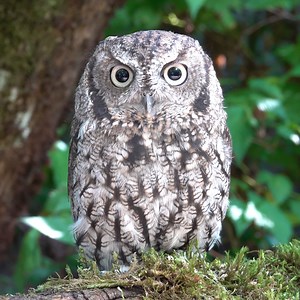Happy Superb Owl Sunday! | Oregon Zoo