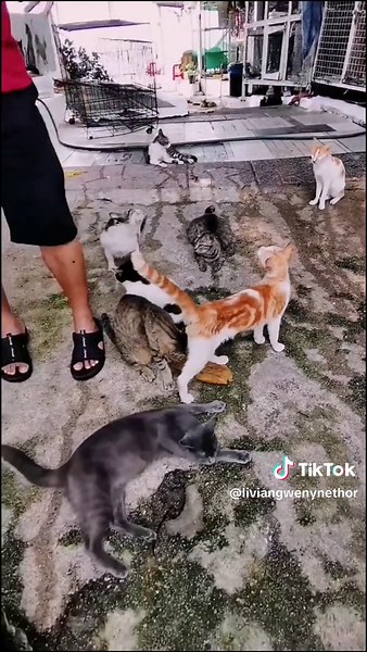 Explore Cats at Cat Beach Penang